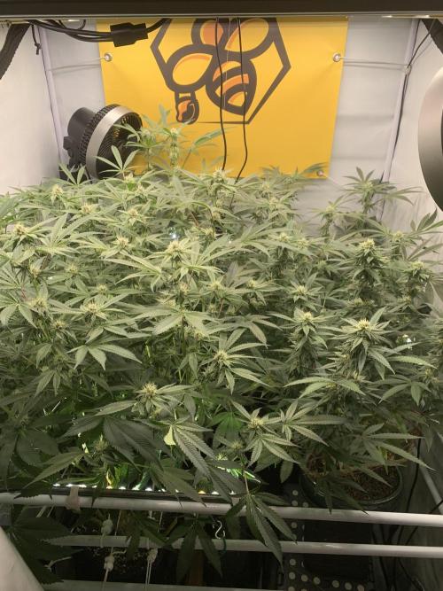 7.Grow: Kmintz & Radical Juice. Week 16 - 28.4.
