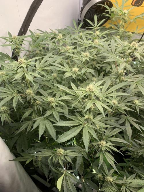 7.Grow: Kmintz & Radical Juice. Week 16 - 28.4./BT 30-Radical Juice #1