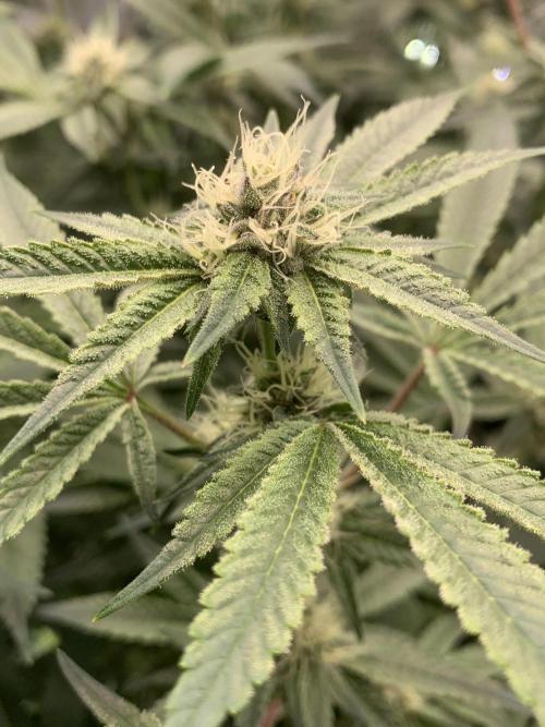 7.Grow: Kmintz & Radical Juice. Week 16 - 28.4./BT 30-Radical Juice #1