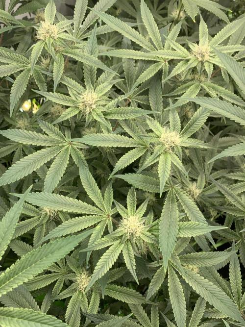 7.Grow: Kmintz & Radical Juice. Week 16 - 28.4./BT 30-Radical Juice #1
