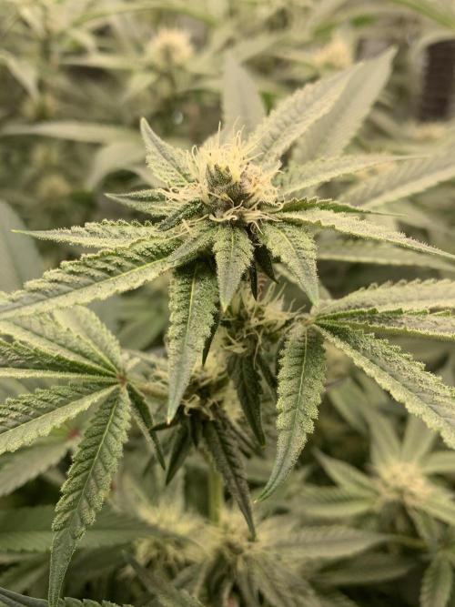 7.Grow: Kmintz & Radical Juice. Week 16 - 28.4./BT 30-Radical Juice #1