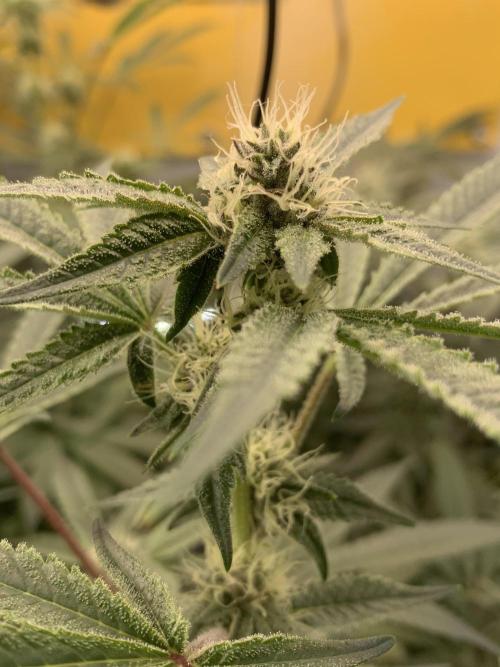 7.Grow: Kmintz & Radical Juice. Week 16 - 28.4./BT 30-Radical Juice #1