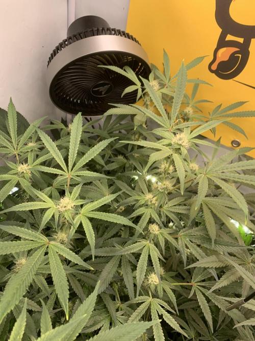 7.Grow: Kmintz & Radical Juice. Week 16 - 28.4./BT 30-Radical Juice #2