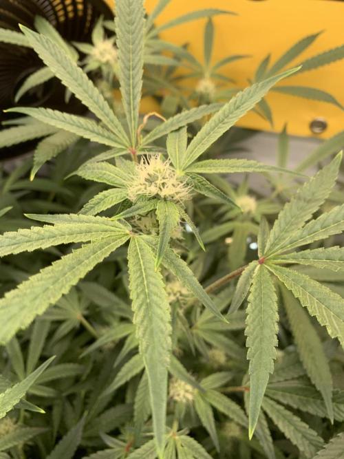 7.Grow: Kmintz & Radical Juice. Week 16 - 28.4./BT 30-Radical Juice #2