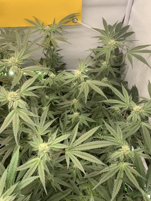 7.Grow: Kmintz & Radical Juice. Week 16 - 28.4./BT 30-Kmintz