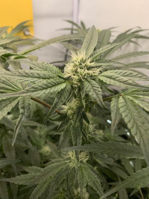 7.Grow: Kmintz & Radical Juice. Week 16 - 28.4./BT 30-Kmintz