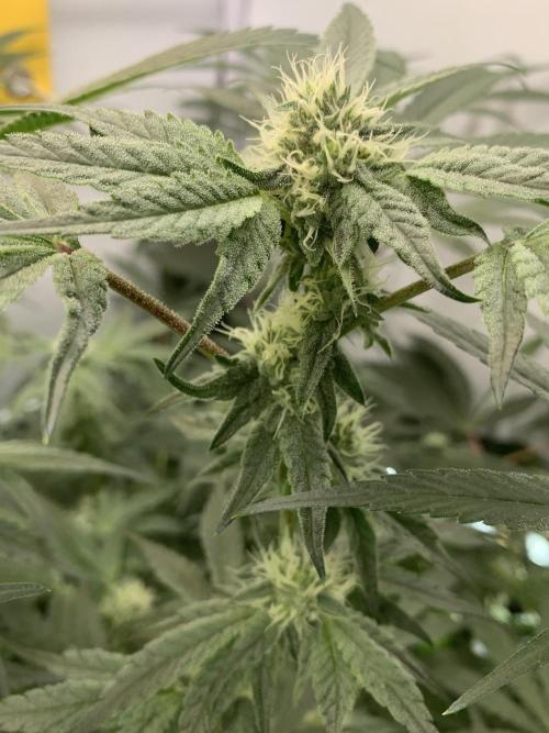 7.Grow: Kmintz & Radical Juice. Week 16 - 28.4./BT 30-Kmintz