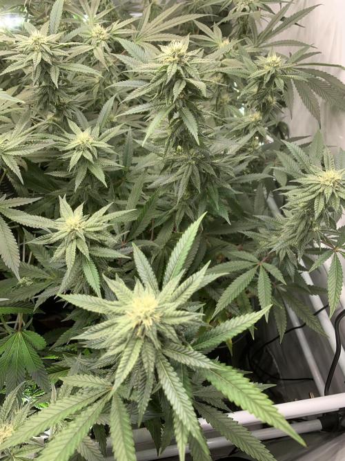 1.Bonsai: Lemon Cherry Runtz✌️. Week 24 - 28.4./BT 30
