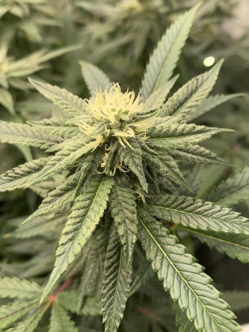 1.Bonsai: Lemon Cherry Runtz✌️. Week 24 - 28.4./BT 30
