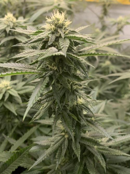 1.Bonsai: Lemon Cherry Runtz✌️. Week 24 - 28.4./BT 30