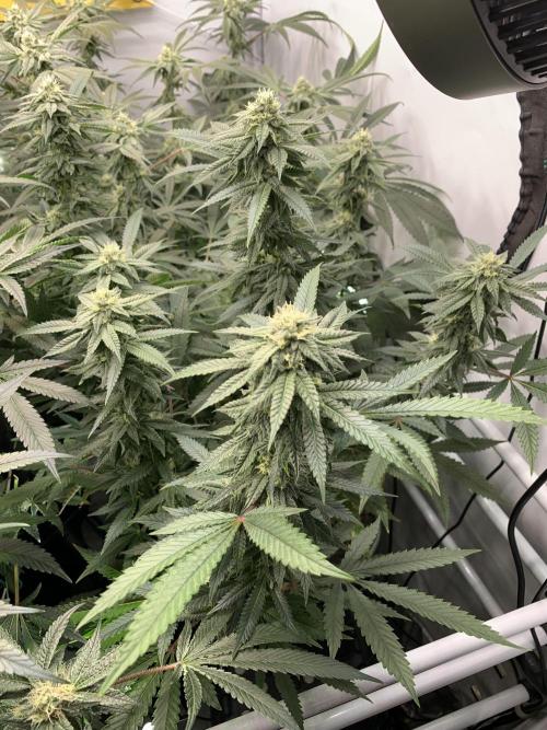 1.Bonsai: Lemon Cherry Runtz✌️. Week 24 - 3.5./BT 35