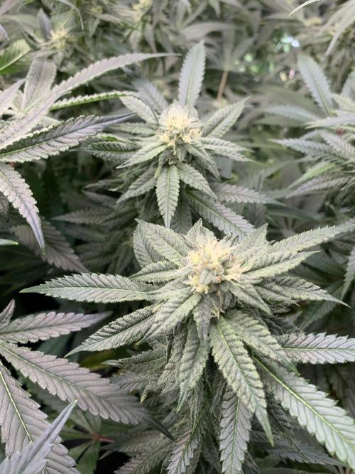 1.Bonsai: Lemon Cherry Runtz✌️. Week 24 - 3.5./BT 35