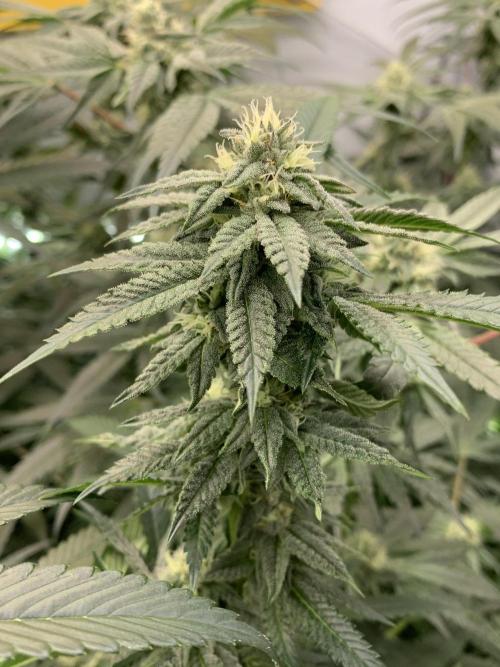 1.Bonsai: Lemon Cherry Runtz✌️. Week 24 - 3.5./BT 35