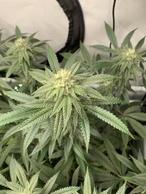 1.Bonsai: Lemon Cherry Runtz✌️. Week 24 - 3.5./BT 35