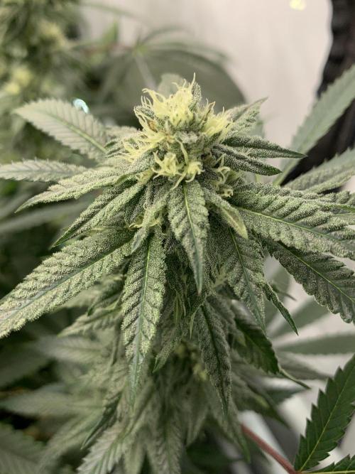 1.Bonsai: Lemon Cherry Runtz✌️. Week 24 - 3.5./BT 35