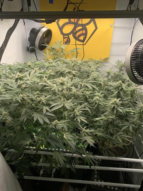 7.Grow: Kmintz & Radical Juice. Week 16 - 3.5./BT 35