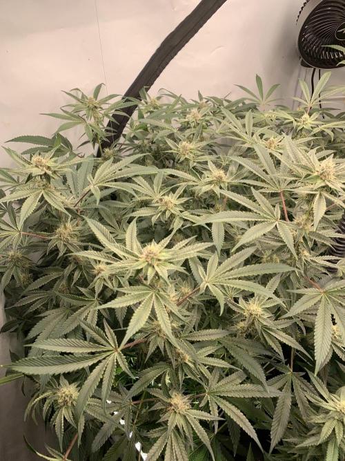 7.Grow: Kmintz & Radical Juice. Week 16 - 3.5./BT 35-Radical Juice #1