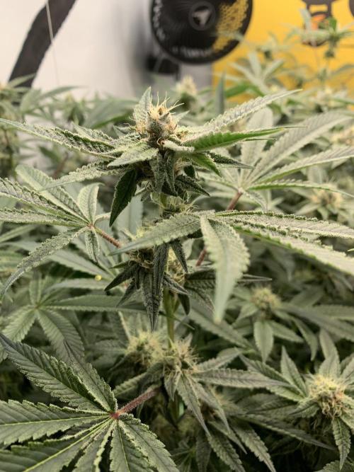 7.Grow: Kmintz & Radical Juice. Week 16 - 3.5./BT 35-Radical Juice #1