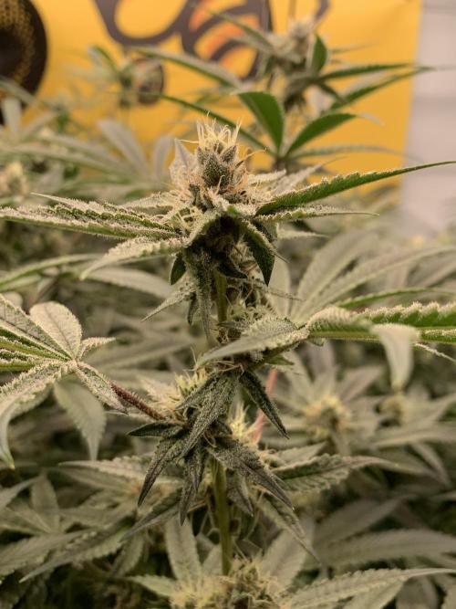 7.Grow: Kmintz & Radical Juice. Week 16 - 3.5./BT 35-Radical Juice #1