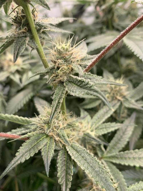 7.Grow: Kmintz & Radical Juice. Week 16 - 3.5./BT 35-Radical Juice #1