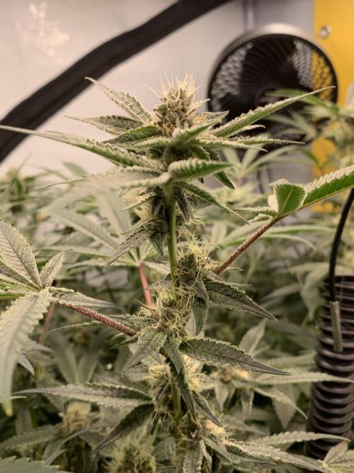 7.Grow: Kmintz & Radical Juice. Week 16 - 3.5./BT 35-Radical Juice #1