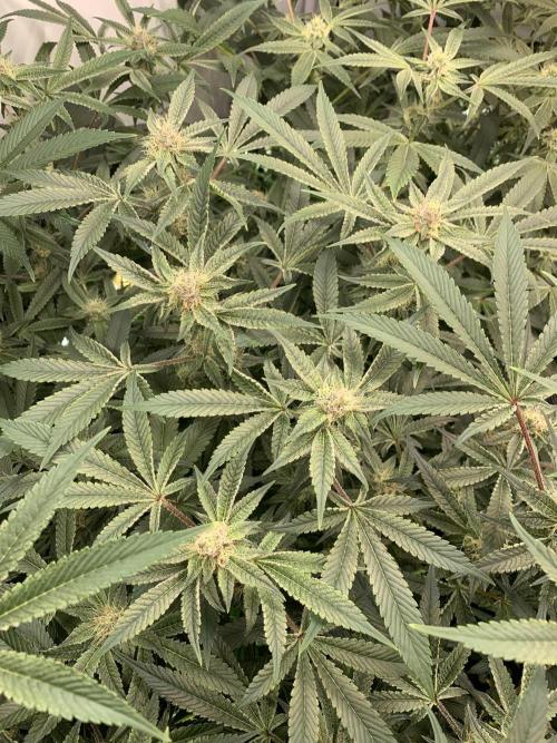 7.Grow: Kmintz & Radical Juice. Week 16 - 3.5./BT 35-Radical Juice #1
