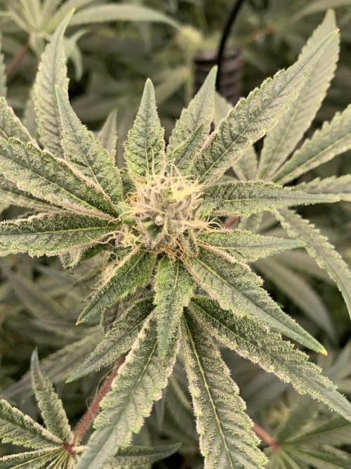 7.Grow: Kmintz & Radical Juice. Week 16 - 3.5./BT 35-Radical Juice #1