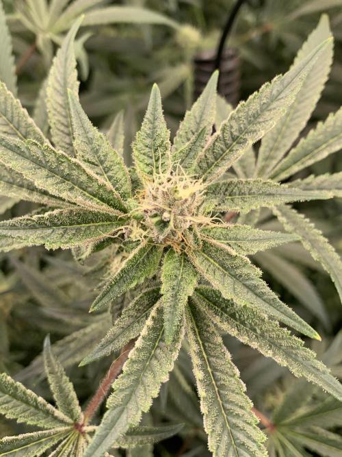 7.Grow: Kmintz & Radical Juice. Week 16 - 3.5./BT 35-Radical Juice #1