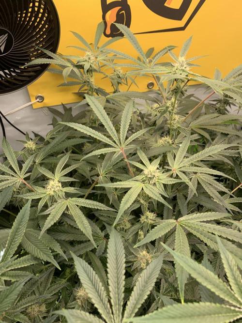 7.Grow: Kmintz & Radical Juice. Week 16 - 3.5./BT 35-Radical Juice #2