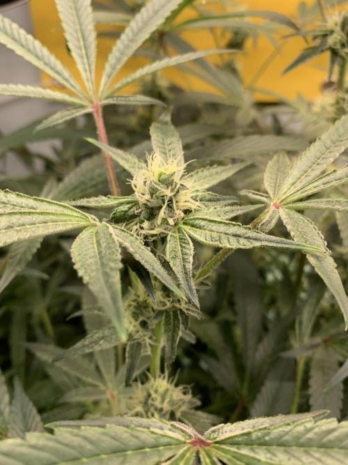7.Grow: Kmintz & Radical Juice. Week 16 - 3.5./BT 35-Radical Juice #2