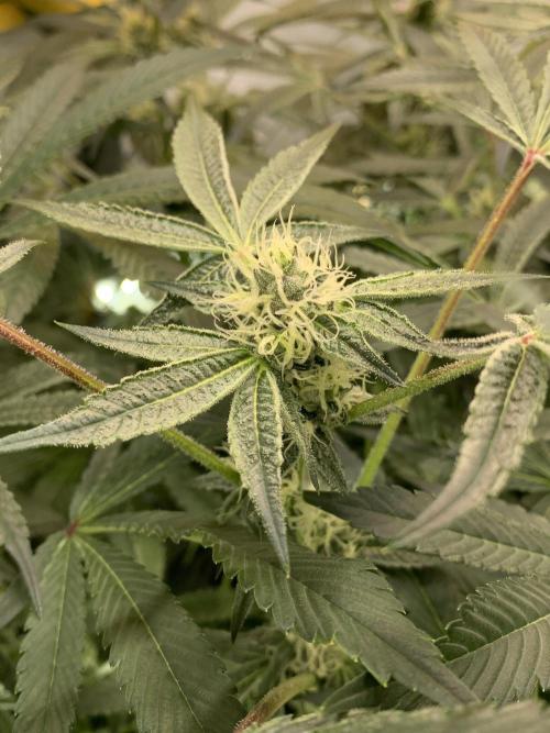 7.Grow: Kmintz & Radical Juice. Week 16 - 3.5./BT 35-Radical Juice #2