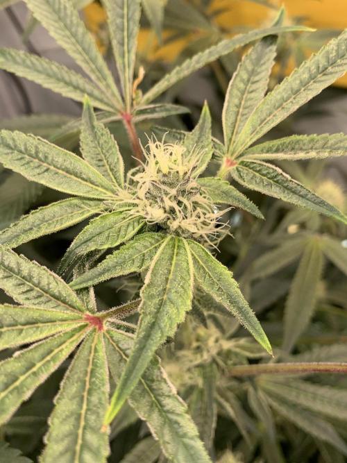 7.Grow: Kmintz & Radical Juice. Week 16 - 3.5./BT 35-Radical Juice #2