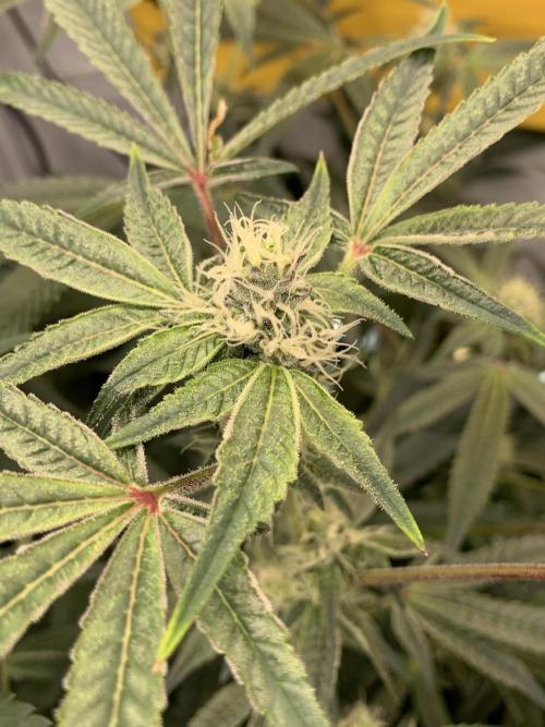 7.Grow: Kmintz & Radical Juice. Week 16 - 3.5./BT 35-Radical Juice #2