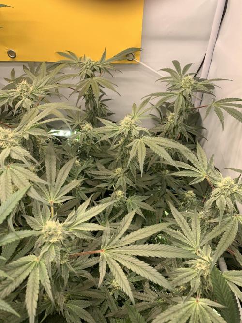 7.Grow: Kmintz & Radical Juice. Week 16 - 3.5./BT 35-Kmintz 