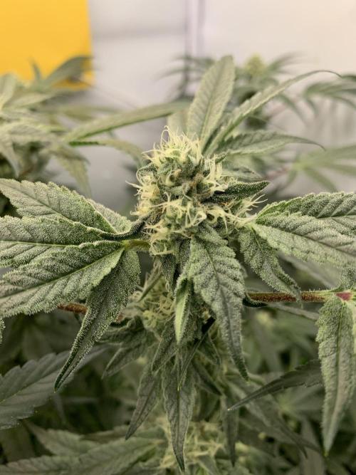 7.Grow: Kmintz & Radical Juice. Week 16 - 3.5./BT 35-Kmintz 