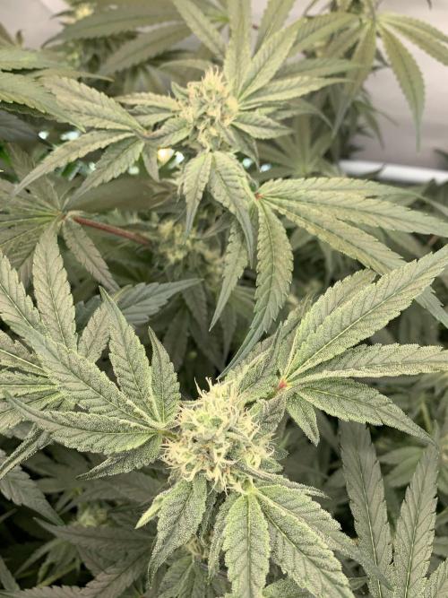 7.Grow: Kmintz & Radical Juice. Week 16 - 3.5./BT 35-Kmintz 
