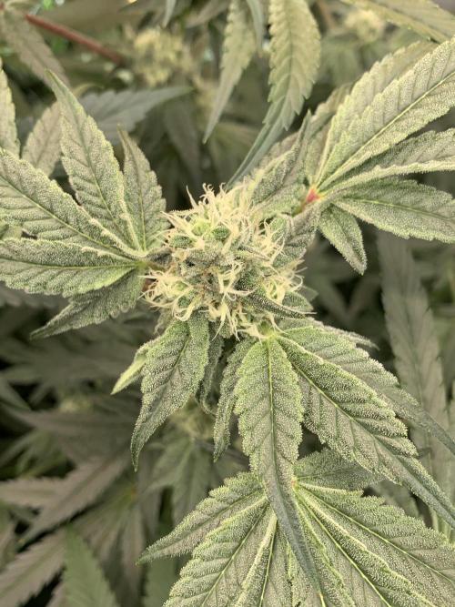 7.Grow: Kmintz & Radical Juice. Week 16 - 3.5./BT 35-Kmintz 