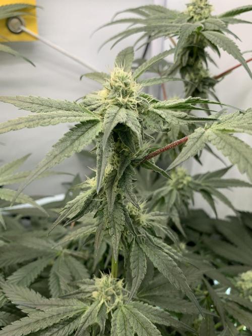 7.Grow: Kmintz & Radical Juice. Week 16 - 3.5./BT 35-Kmintz 