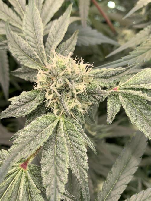 7.Grow: Kmintz & Radical Juice. Week 16 - 3.5./BT 35-Kmintz 