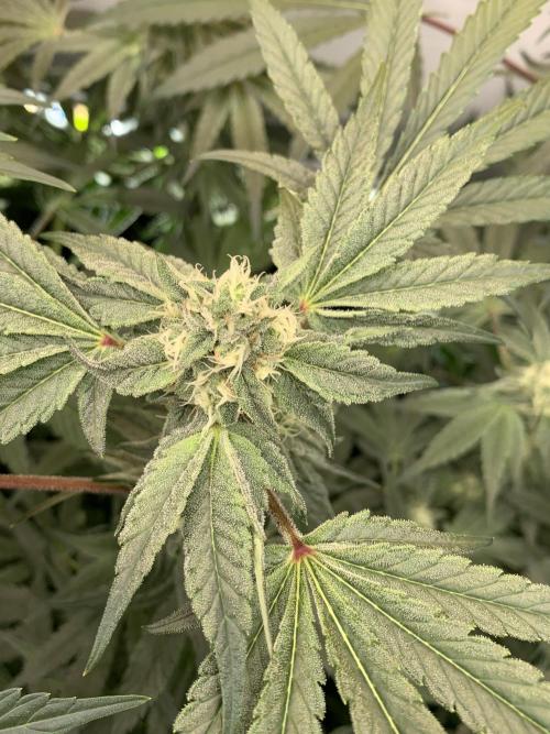 7.Grow: Kmintz & Radical Juice. Week 16 - 3.5./BT 35-Kmintz 