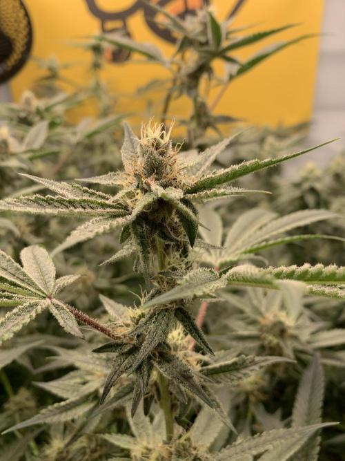 7.Grow: Kmintz & Radical Juice. Week 17 - 4.5./BT 36- Radical Juice #1