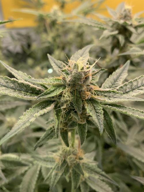 7.Grow: Kmintz & Radical Juice. Week 17 - 4.5./BT 36- Radical Juice #1