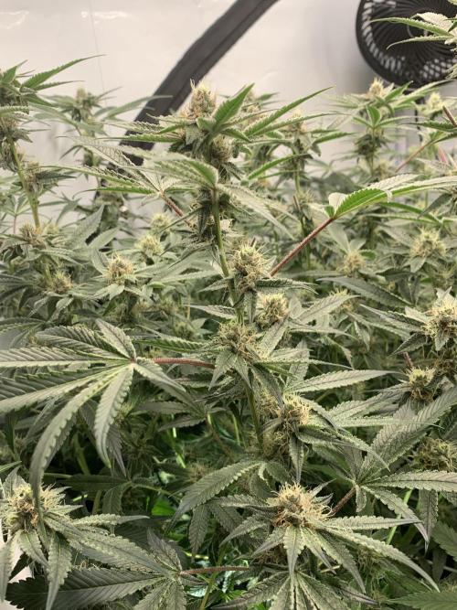 7.Grow: Kmintz & Radical Juice. Week 17 - 4.5./BT 36- Radical Juice #1