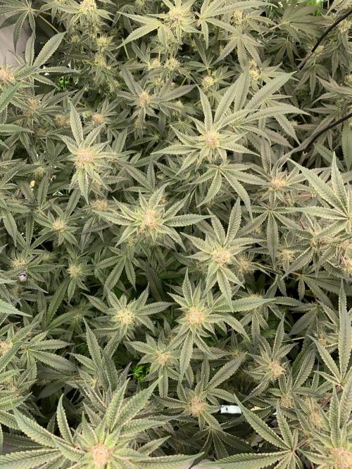 7.Grow: Kmintz & Radical Juice. Week 17 - 4.5./BT 36- Radical Juice #1