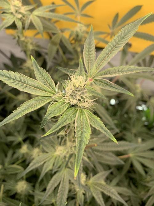 7.Grow: Kmintz & Radical Juice. Week 17 - 4.5./BT 36- Radical Juice #2