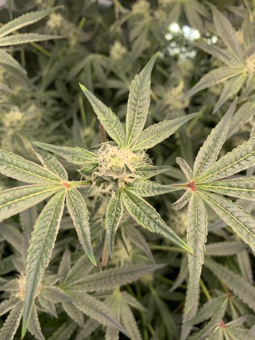 7.Grow: Kmintz & Radical Juice. Week 17 - 4.5./BT 36- Radical Juice #2