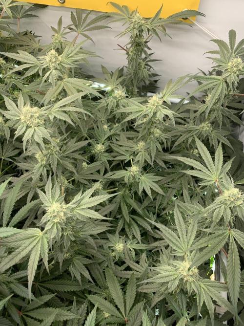 7.Grow: Kmintz & Radical Juice. Week 17 - 4.5./BT 36- Kmintz