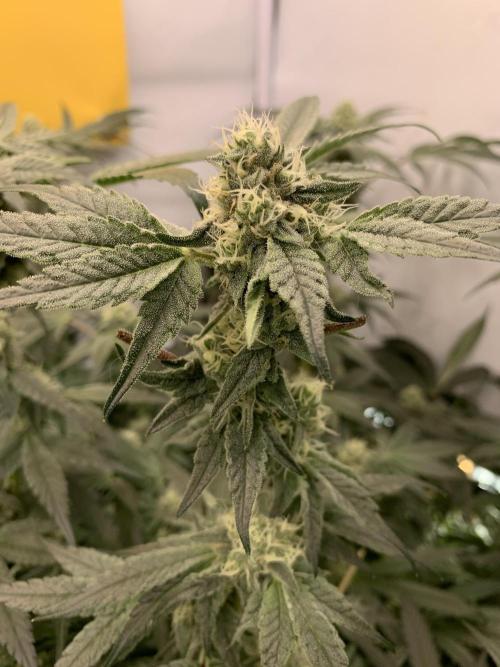 7.Grow: Kmintz & Radical Juice. Week 17 - 4.5./BT 36- Kmintz