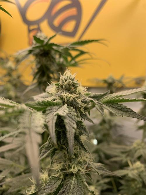 7.Grow: Kmintz & Radical Juice. Week 17 - 4.5./BT 36- Kmintz