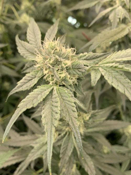 7.Grow: Kmintz & Radical Juice. Week 17 - 4.5./BT 36- Kmintz